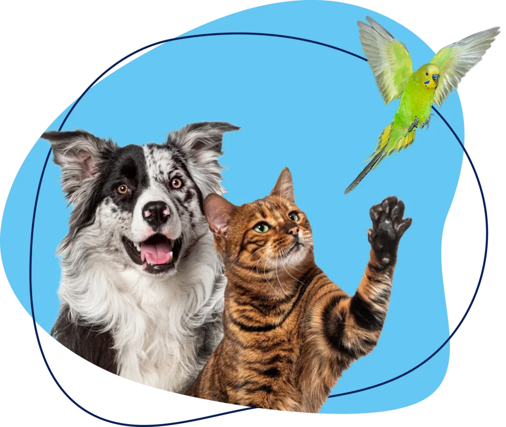 dog with cat and bird